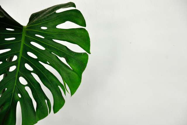 Bien entretenir ses plantes