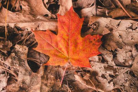 automne