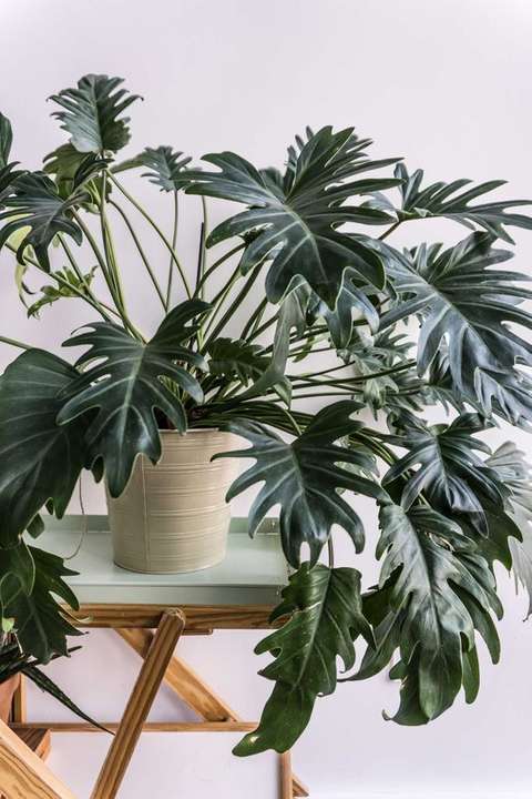 Philodendron