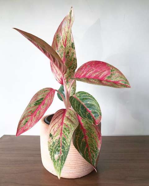 aglaonema
