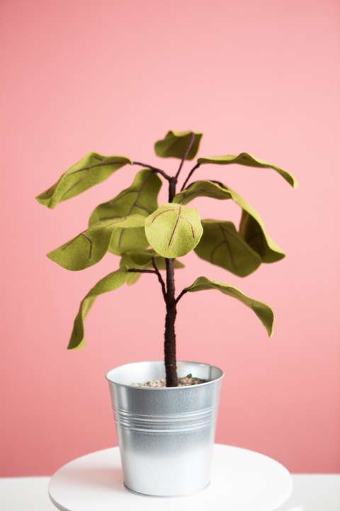 Ficus