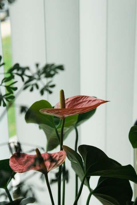Anthurium