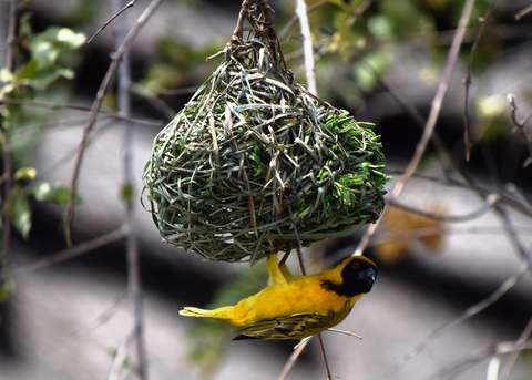 Ce nid abrite un petit oiseau très malin.