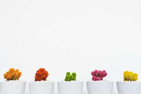 Les plantes sont parfaites pour donner vie à votre intérieur.
